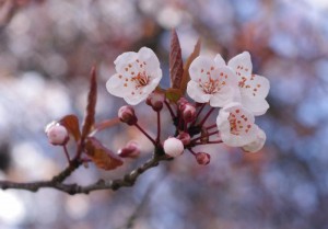 cherry blossom