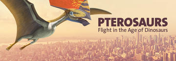 Pterosaurs 4