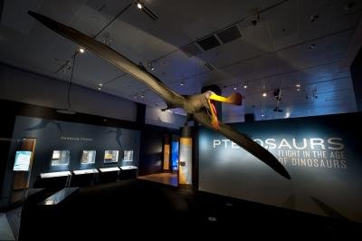 Pterosaurs 7