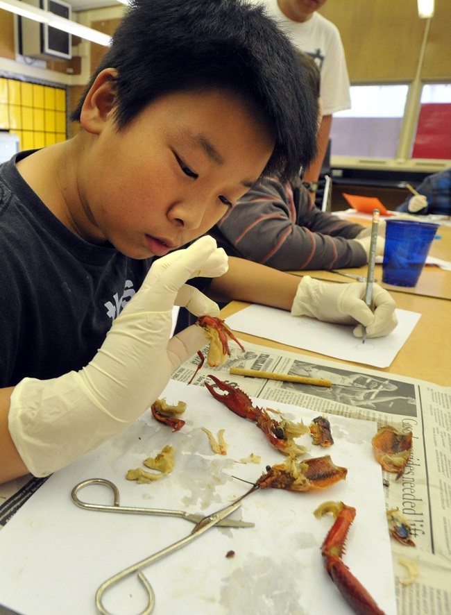 Eric Quach, 11, looks at a disected crayfish in the 