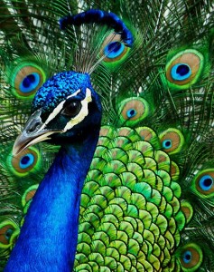 peacock