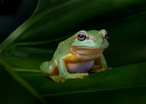 Magnificent Tree Frog