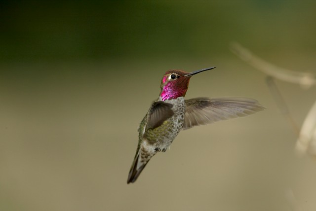 Male_Anna-s_Humbinbird_by_John_Emerson_1