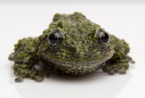 Mossy frog 2