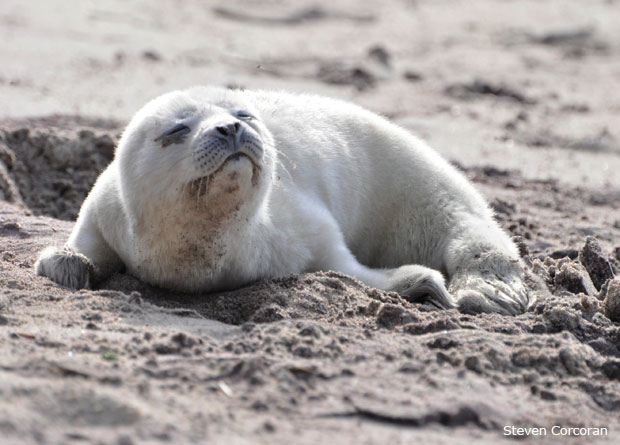 PuppyDay_HarborSeal_StevenCorcoran1