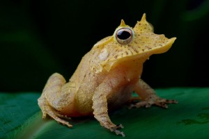 Solomon Island Leaf Frog