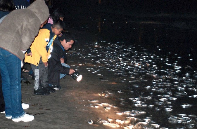 grunion-run-cabrillo-marine-aquarium