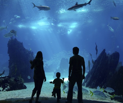 long-beach-aquarium