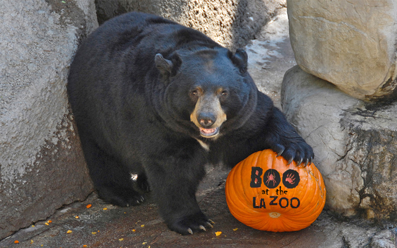 Upcoming Events | Boo at the LA Zoo | La JaJa