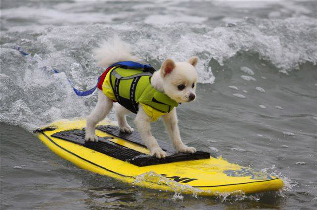 Surf-City-Surf-Dog-Competition
