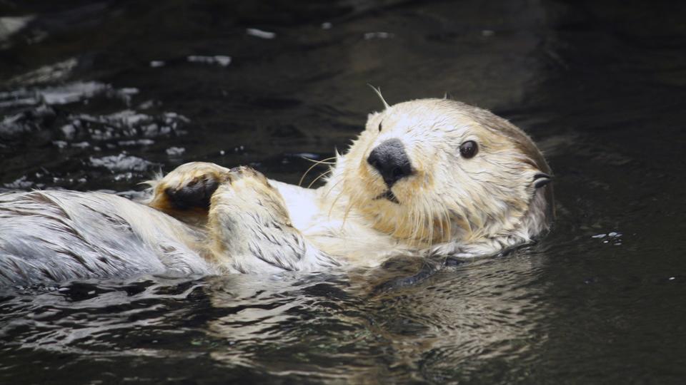 seaotter