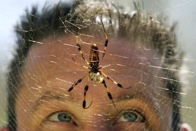 Brent Karner, associate manager of entomological exhibits for the Natural History Museum of Los Angeles County, looks up at an orb weaver spider (Nephila maculata) hanging from its web inside the Spider pavilion at the Natural History Museum in Los Angeles, on September 20, 2007.