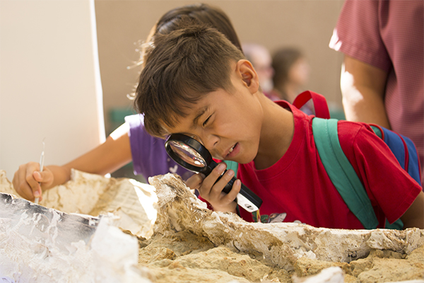 examining a bed of fossilized remains 
Prehistoric OC Day, Ralph B Clark Park