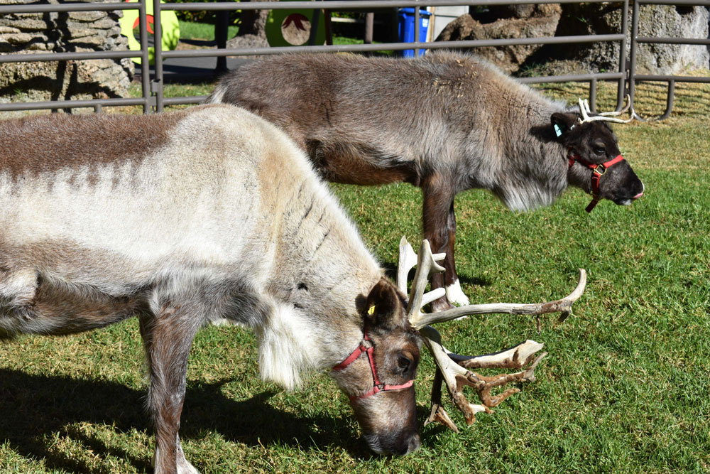 112117-Reindeer-Santa-Barbara-Zoo-4-bh-1000x667