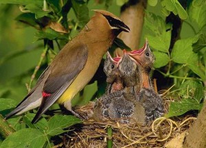 waxwing