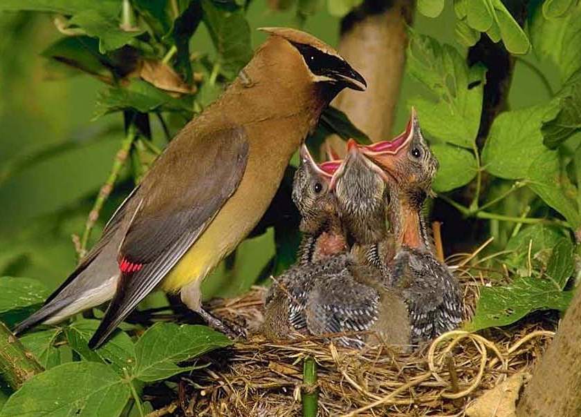 waxwing