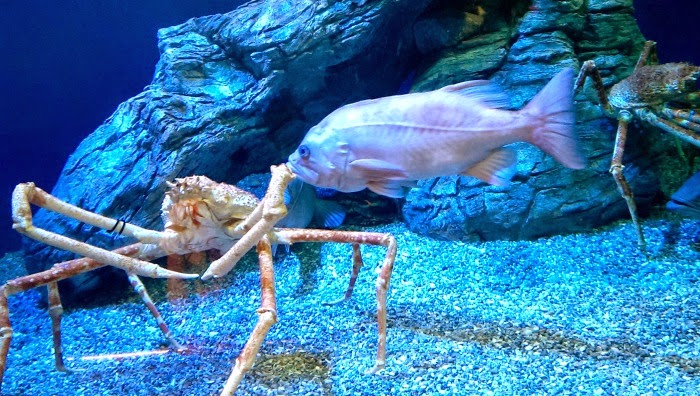 king-crab-aquarium