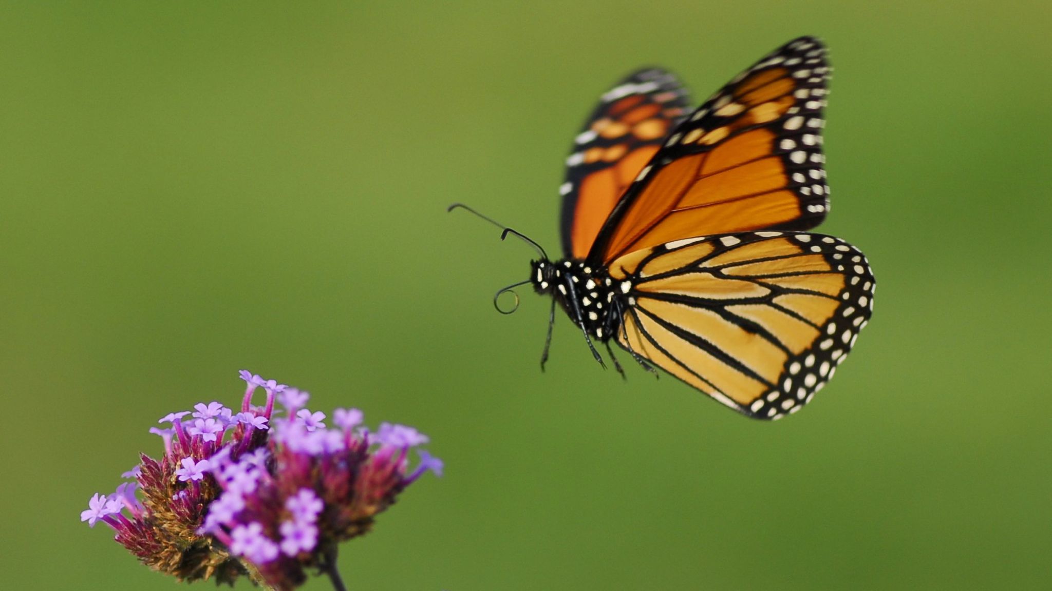 monarch-in-flight