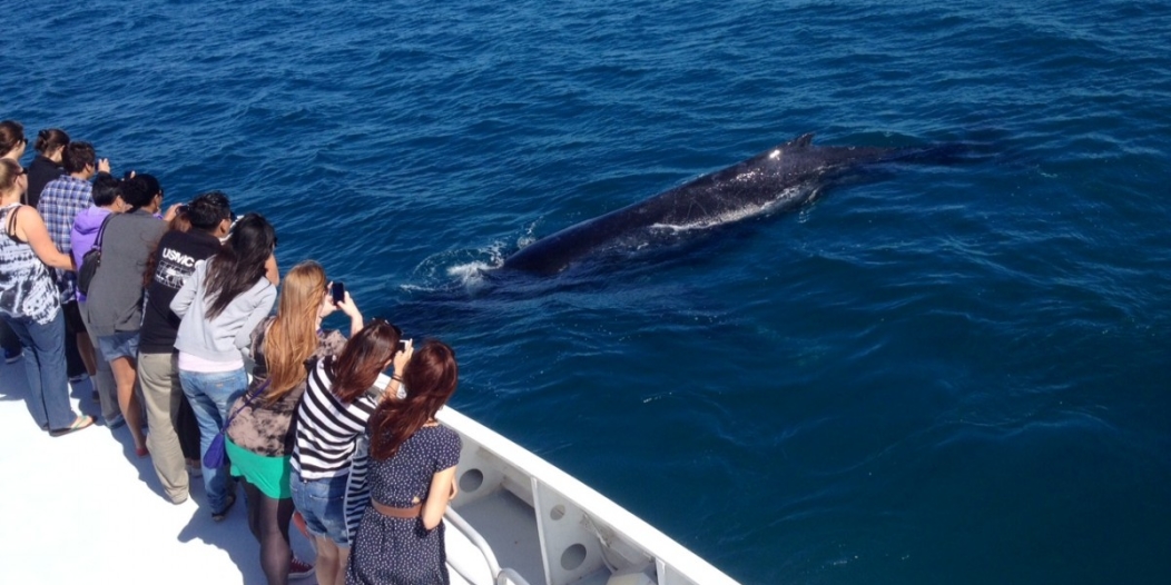 Dana-Point-Festival-of-Whales-1052x526