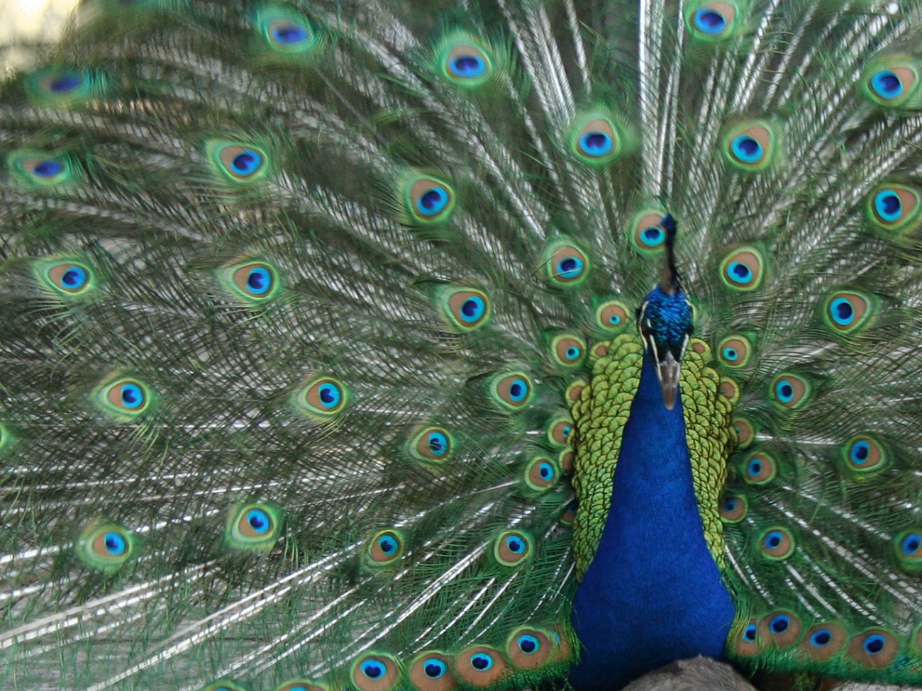 Peacock-photo-by-Roslyn-Dakin