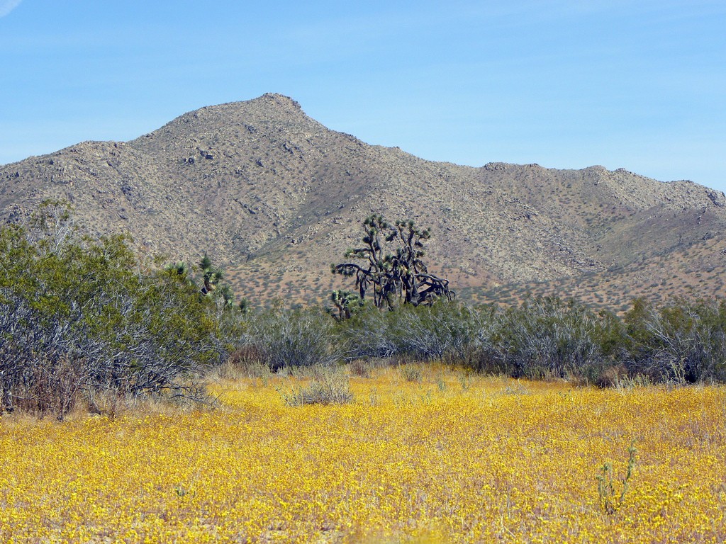 Saddleback Butte 2