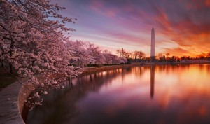 A long exposure streaks clouds and softens reflections at the Tidal Basin at sunrise during peak of 2011′s Cherry Blossom bloom.