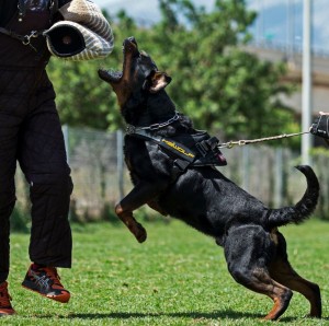 harness-rott