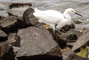 snowy-egret-at-Los-Cerritos-Wetlands