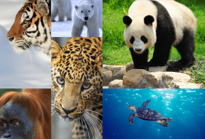 Endangered-Species-Day-Leo-DiCaprio-Photo-WWF