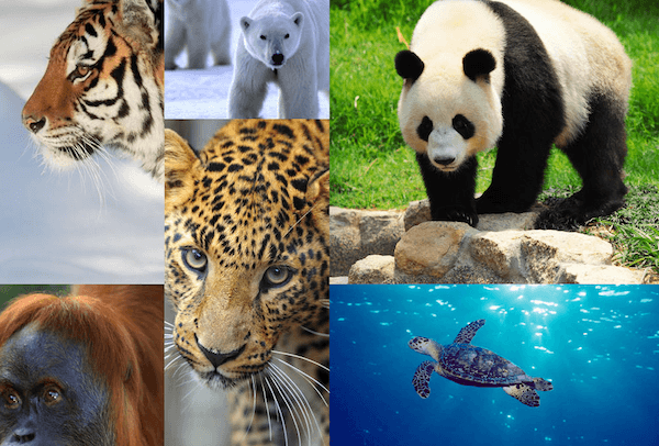 Upcoming Events | Endangered Species Day | La JaJa