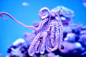 This Day Octopus is a new animal on exhibit at the Aquarium of the Pacific. The media was given a tour in Long Beach on Thursday, May 24, 2018 of what visitor can expect to see this summer, ranging from original animals to new exhibits as the Aquarium celebrates its 20 year anniversary. (Photo by Brittany Murray, Press Telegram/SCNG)