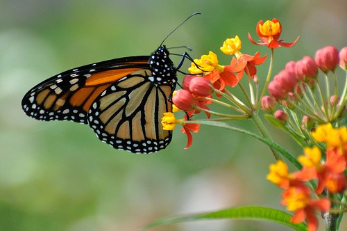 Monarch-Butterfly