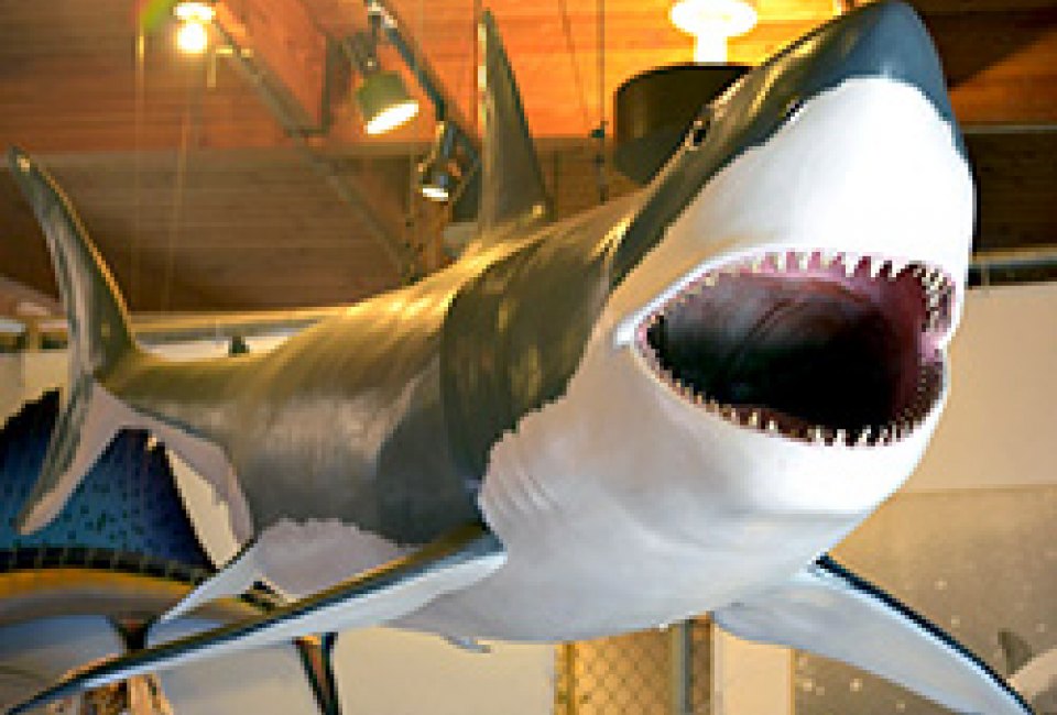 shark-week-exhibit-hall
