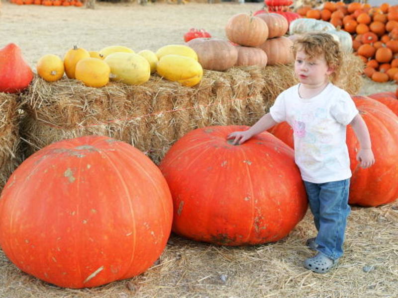 LAS VEGAS - OCTOBER 11: Two-year-old Olivia Bailey walks by large pumpkins at Stu Miller's Pumpkin Patch October 11, 2006 in Las Vegas, Nevada. Halloween is October 31. (Photo by Ethan Miller/Getty Images)