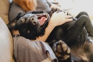 lounging-happy-dog