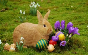 Easter-bunny-images (1)