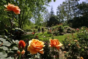 LA CANADA FLINTRIDGE, CA - May 08, 2009 --- Rose garden blooms at Descanso Gardens in La Canada Flintridge that celebrated a National Public Gardens Day on May 08, 2009.