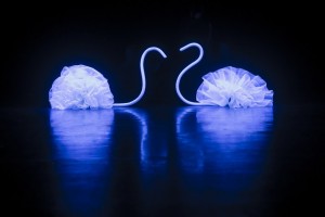 tütüswan1