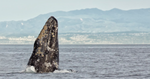 BANNER-47th-Annual-Festival-of-Whales-photo-by-Chrisitina-de-la-Fuente